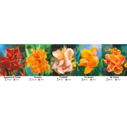 C-Zestaw-221-Canna-wielob.-5x10-szt